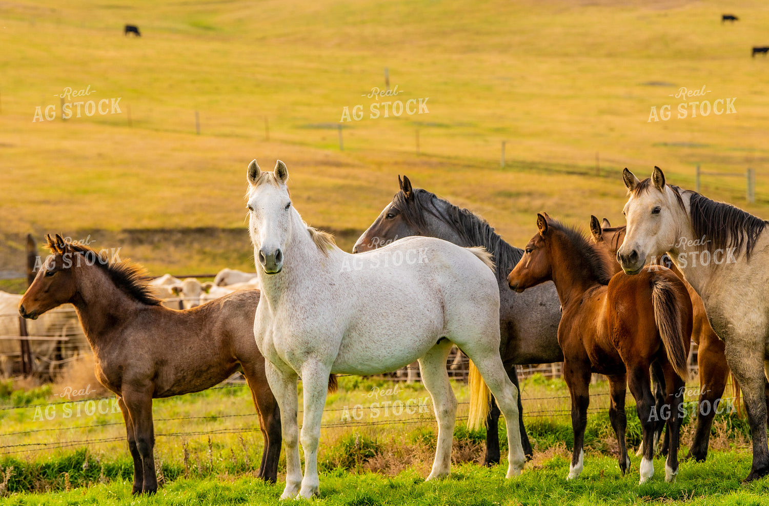 Horses on Pasture 299006