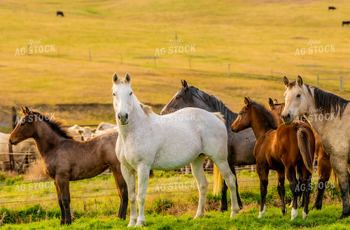 Horses on Pasture 299006