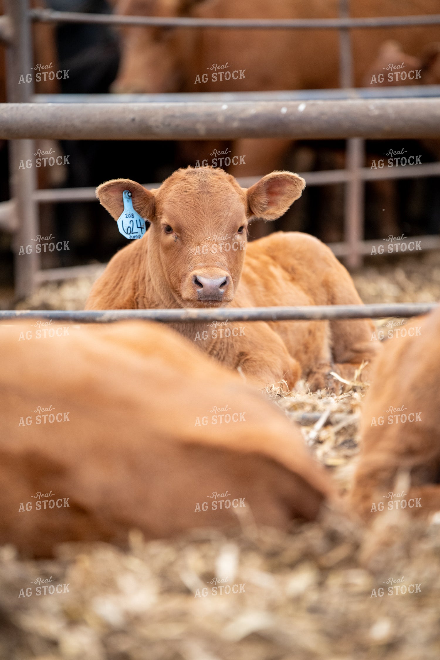 Red Angus Calves 193092