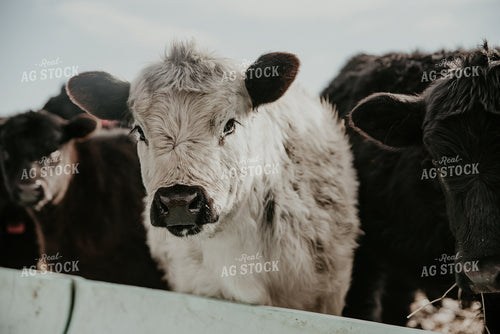 Cattle in Farmyard 118011