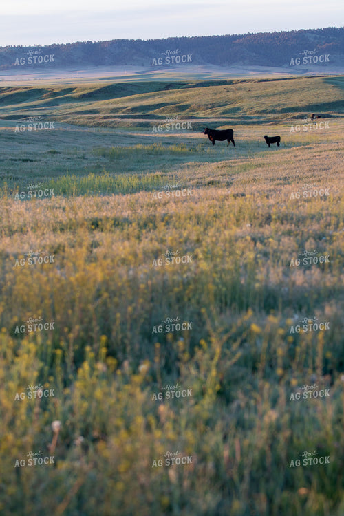Cattle on Pasture 260004