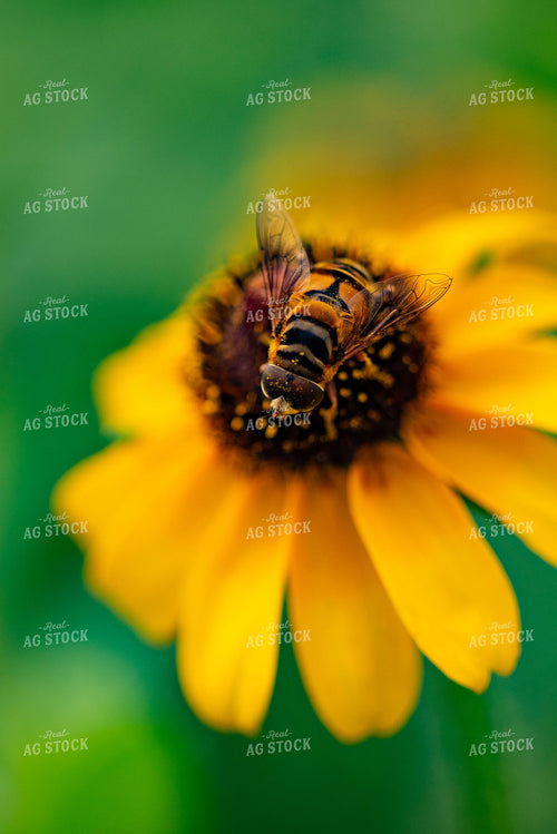 Bee on Zinnia 136275