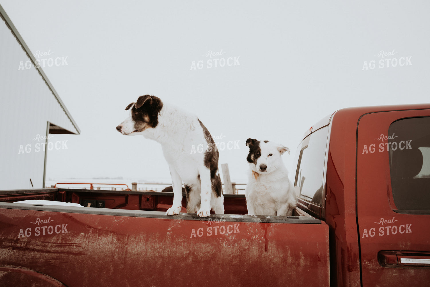 Ranch Dogs in Truckbed 61189