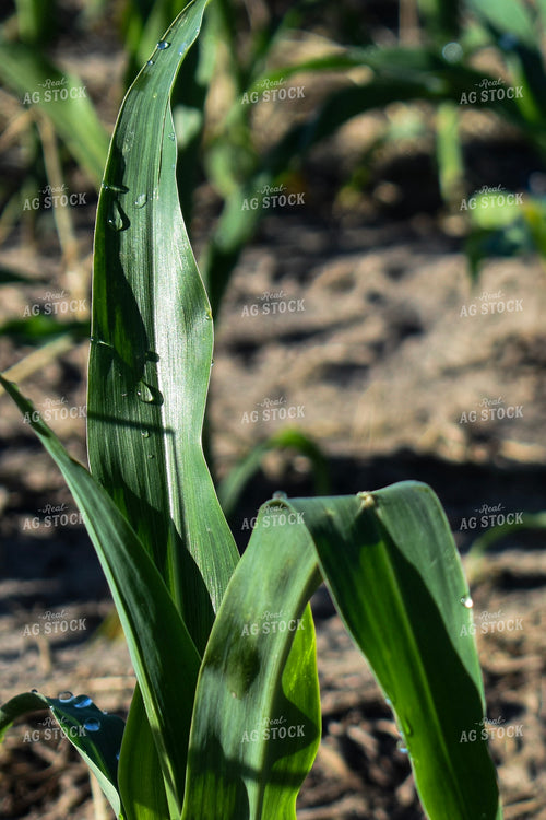 Early Growth Corn 156100