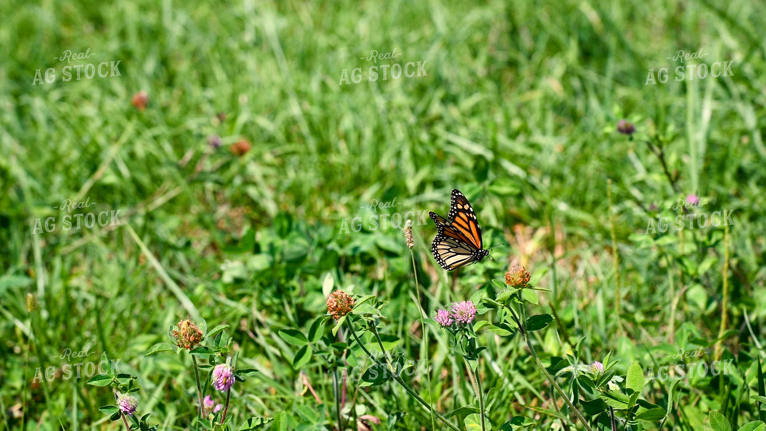 Butterfly Collecting Nectar and Pollen from Wildflowers on CRP Land 25060