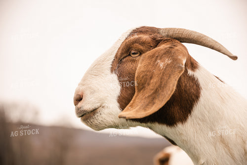 Goats 233002