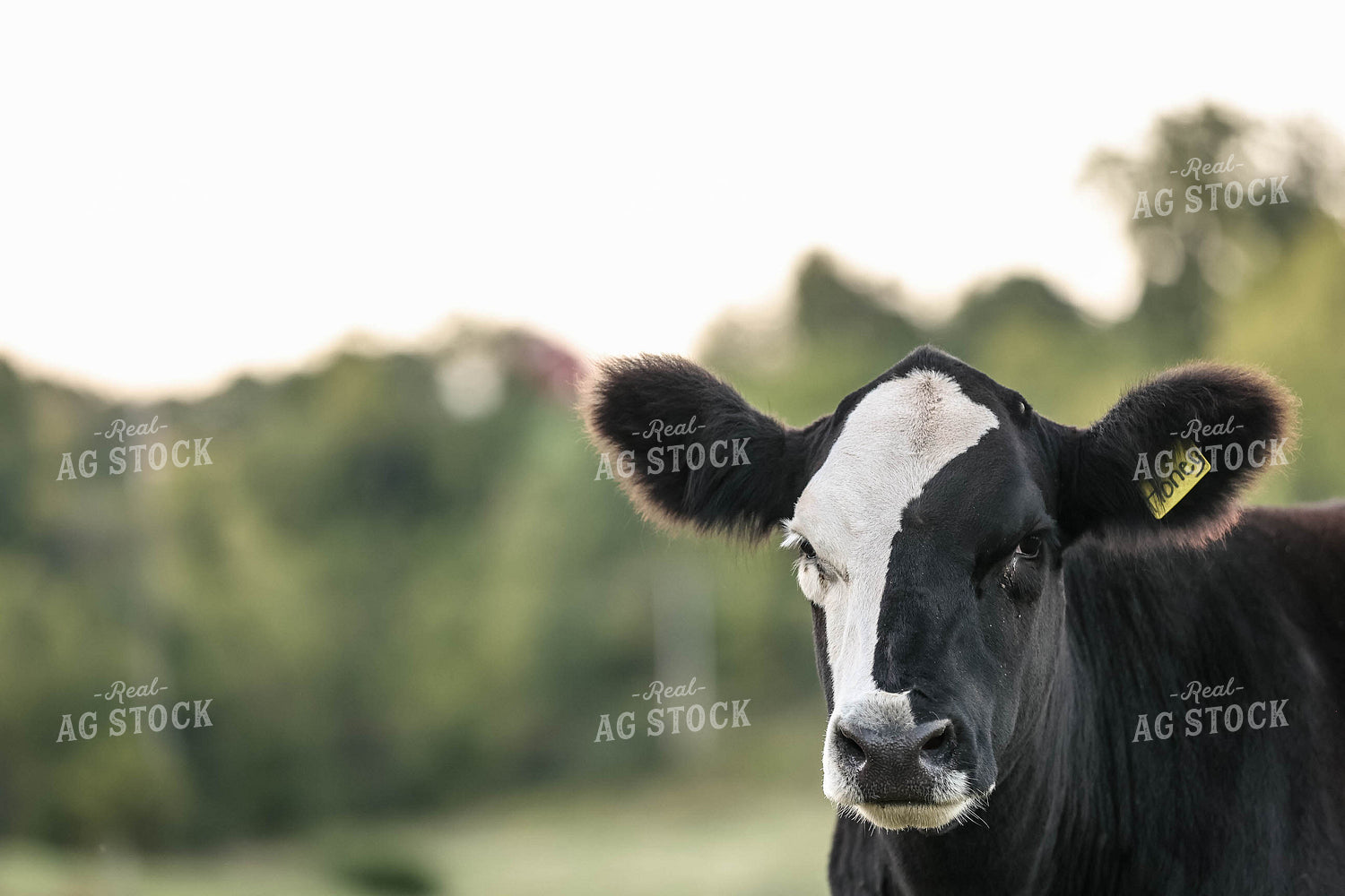 Simmental Cross Cow 230007