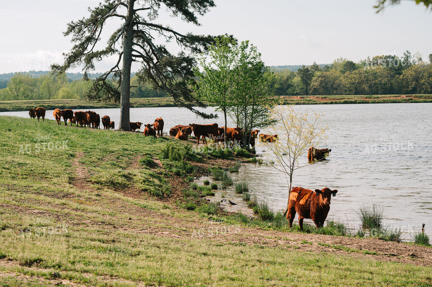 Red Angus Cattle in Pond in Pasture 125128