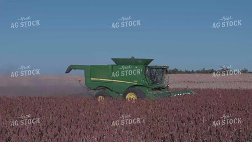Milo Harvest 239065
