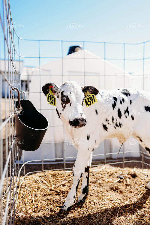 Holstein Calf in Pen 152093