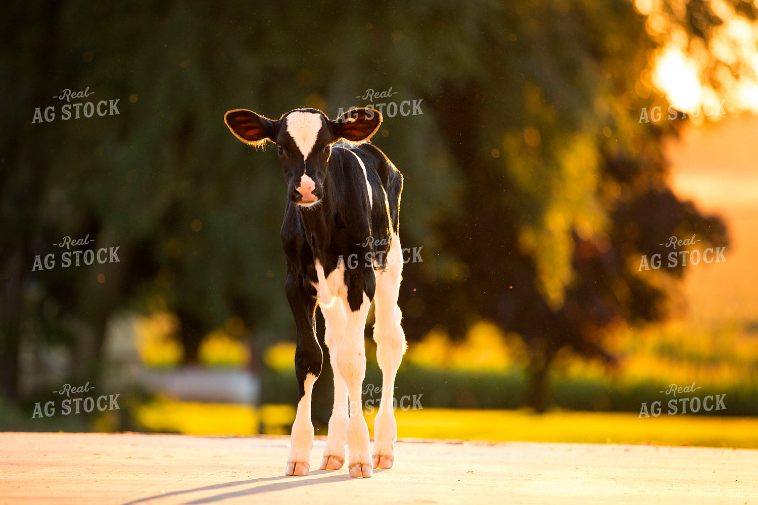 Holstein Calf 55322