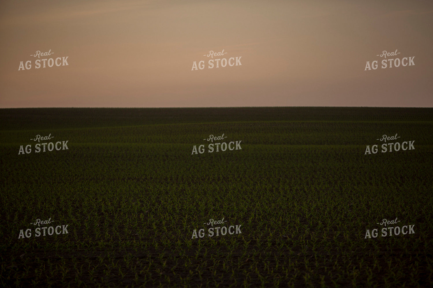 Corn - Early Growth 1120