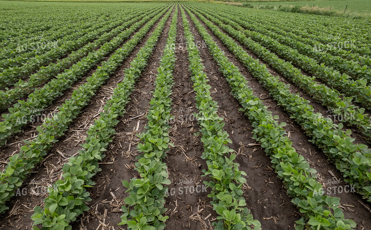 Mid-Season Soybeans 92006