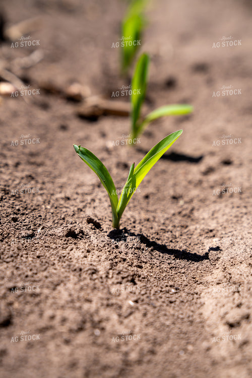 Close-Up of Young Sprouts Emerging from Soil in Clear Sunlight 65316