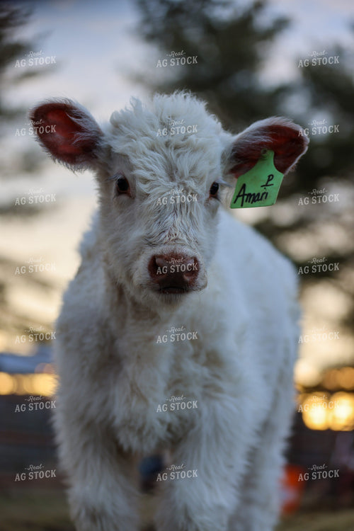 Charolais Calf 160500