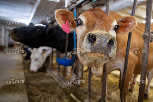 Dairy Cows in Barn 55037