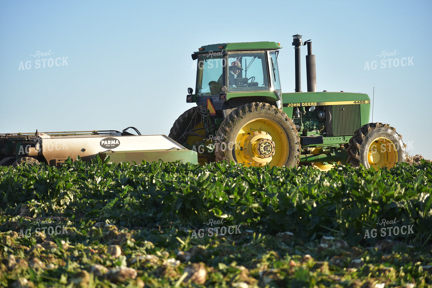 Sugar Beet Harvest 148020