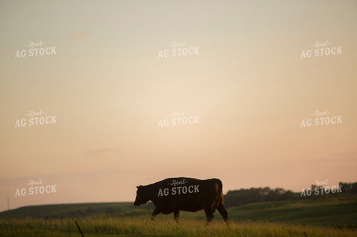 Cattle 1690