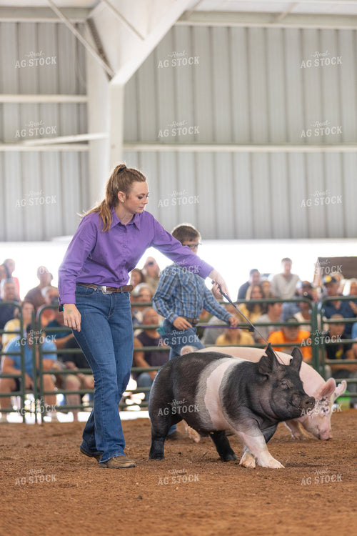 Showing Pigs 52518