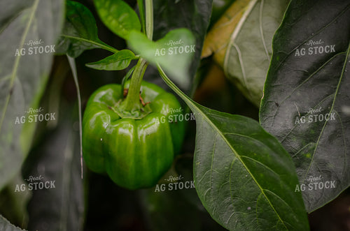 Pepper Plant 125001
