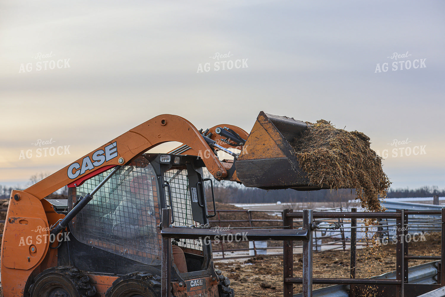 Feeding Cattle 160492