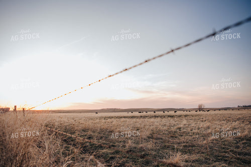 Angus Cattle Grazing in Pasture 68038