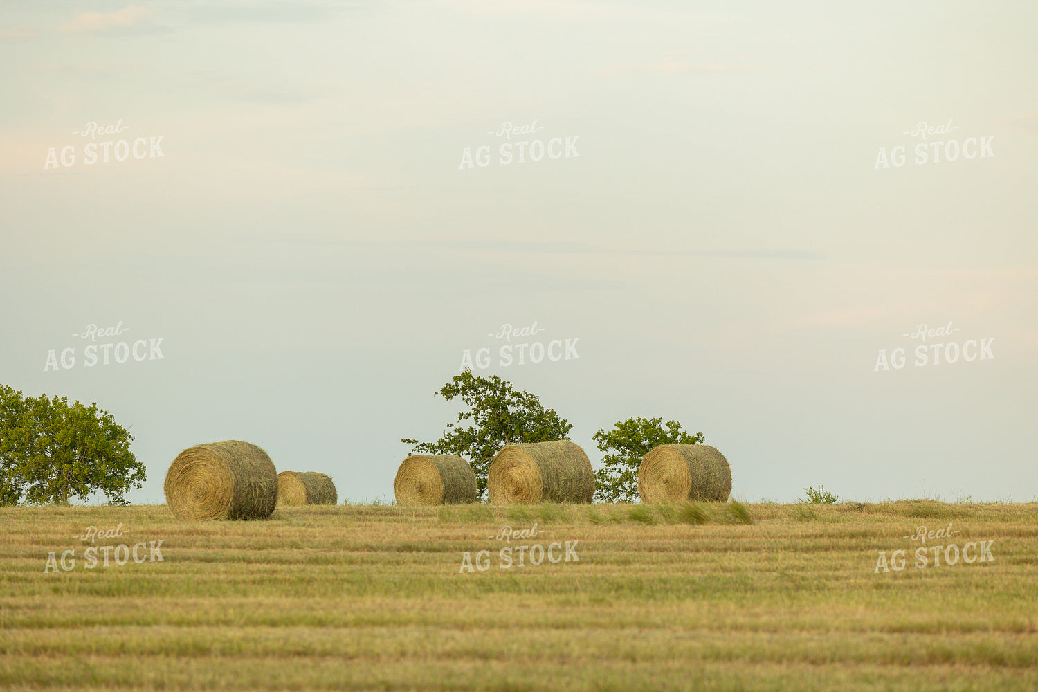 Hay Bale in Field 143006