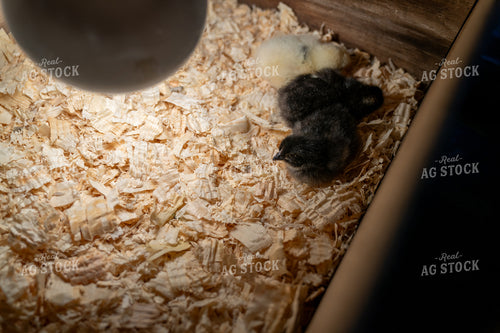 Two Small Chicks Resting Under Warm Heat Lamp in Wood Shavings 65248