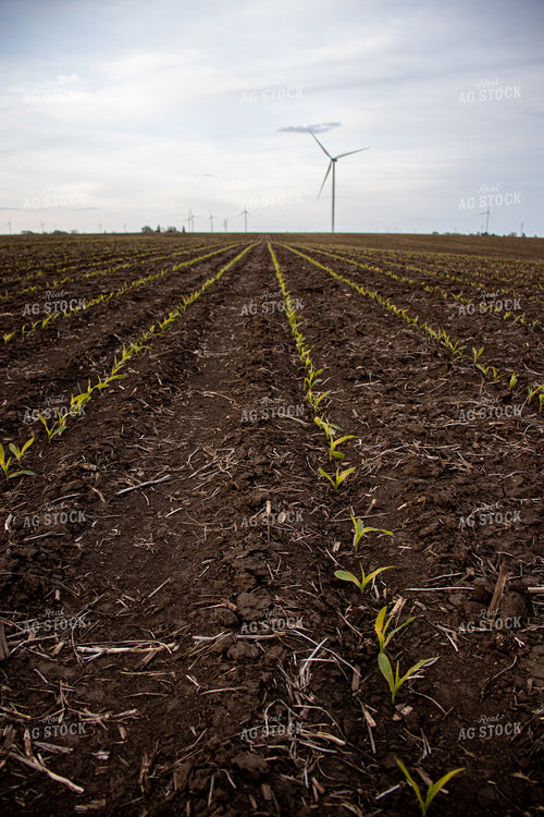 V1 Early Stage Corn 67088