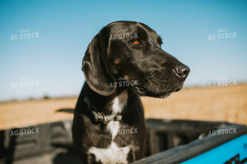 Farm Dog in Side by Side Bed 4676