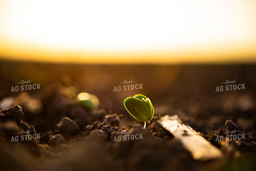 Soybean Emerges from Ground 136009