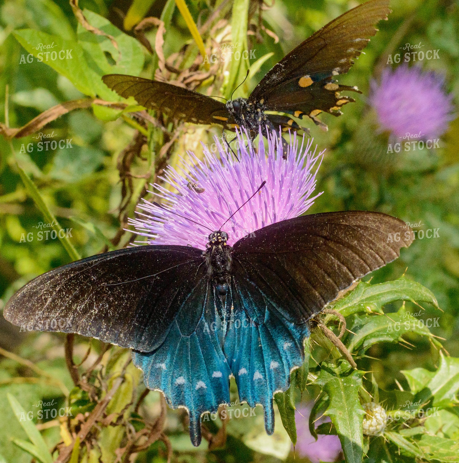 Butterfly 283013