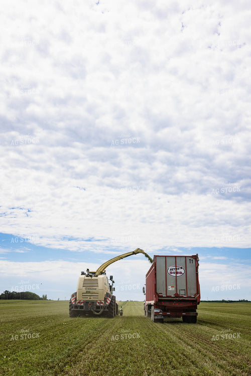 Harvesting Hay Silage 152445