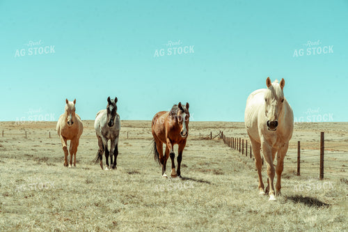 Horses in Pasture 58054