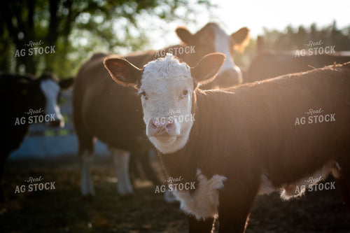 Hereford Cattle in Pasture 50226