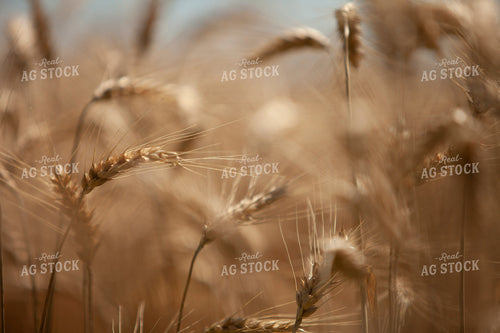 Wheat 2166