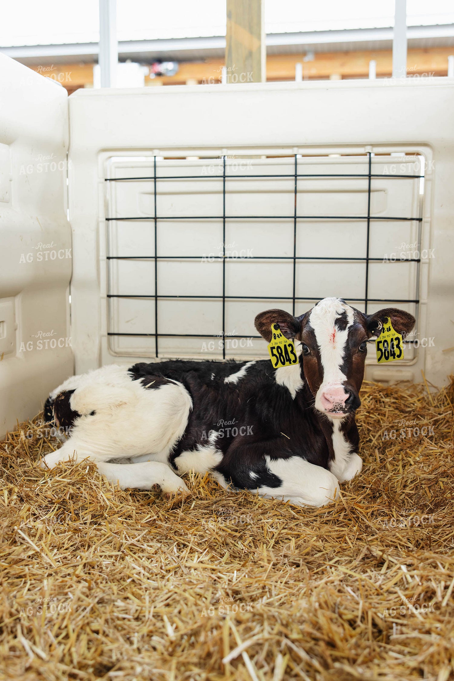 Holstein Calf 152628