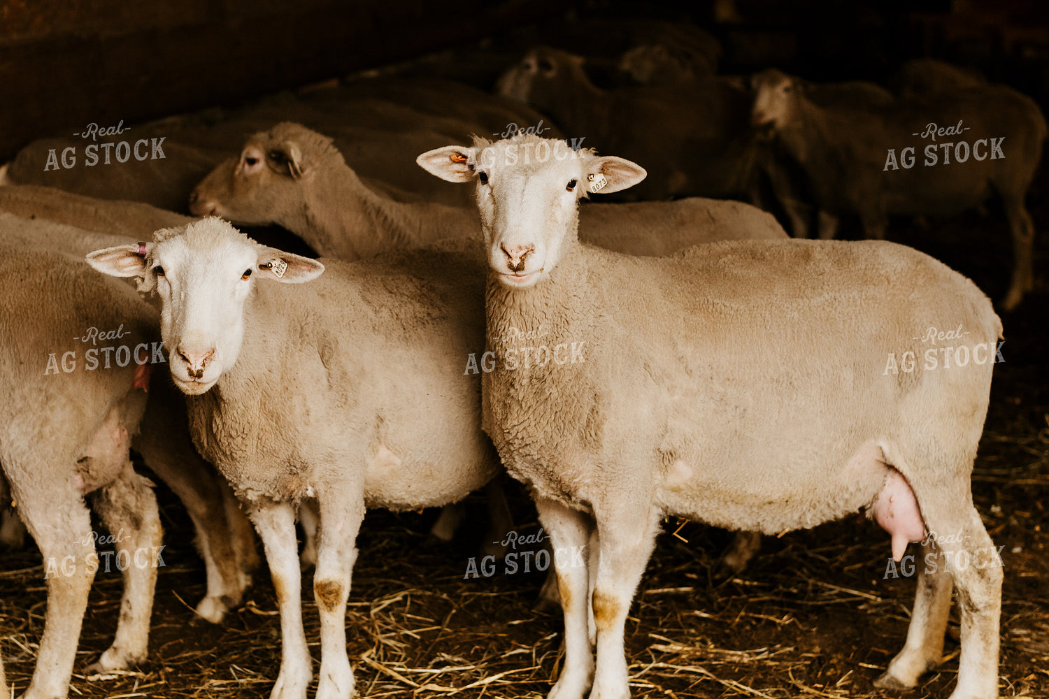 Sheep in Barn 68137