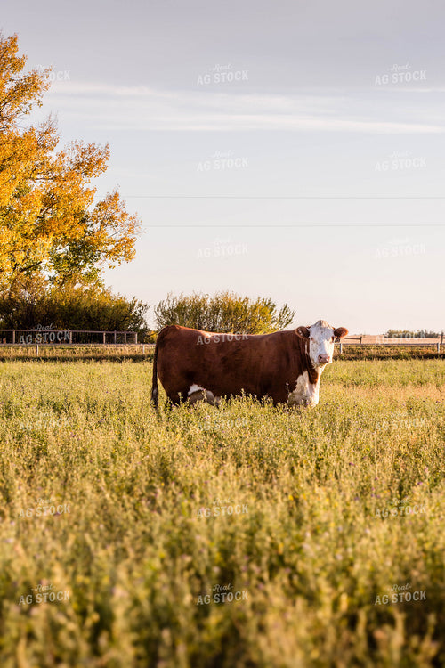 Hereford Cattle on Pasture 81157