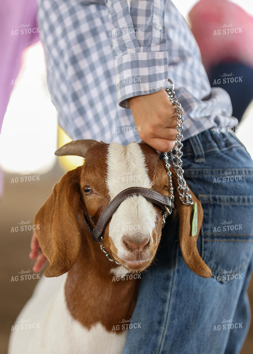 Showing Goats 160077