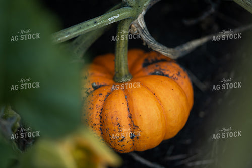 Pumpkin On Vine 76016