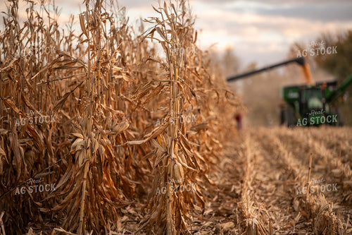 Corn Harvest 76564