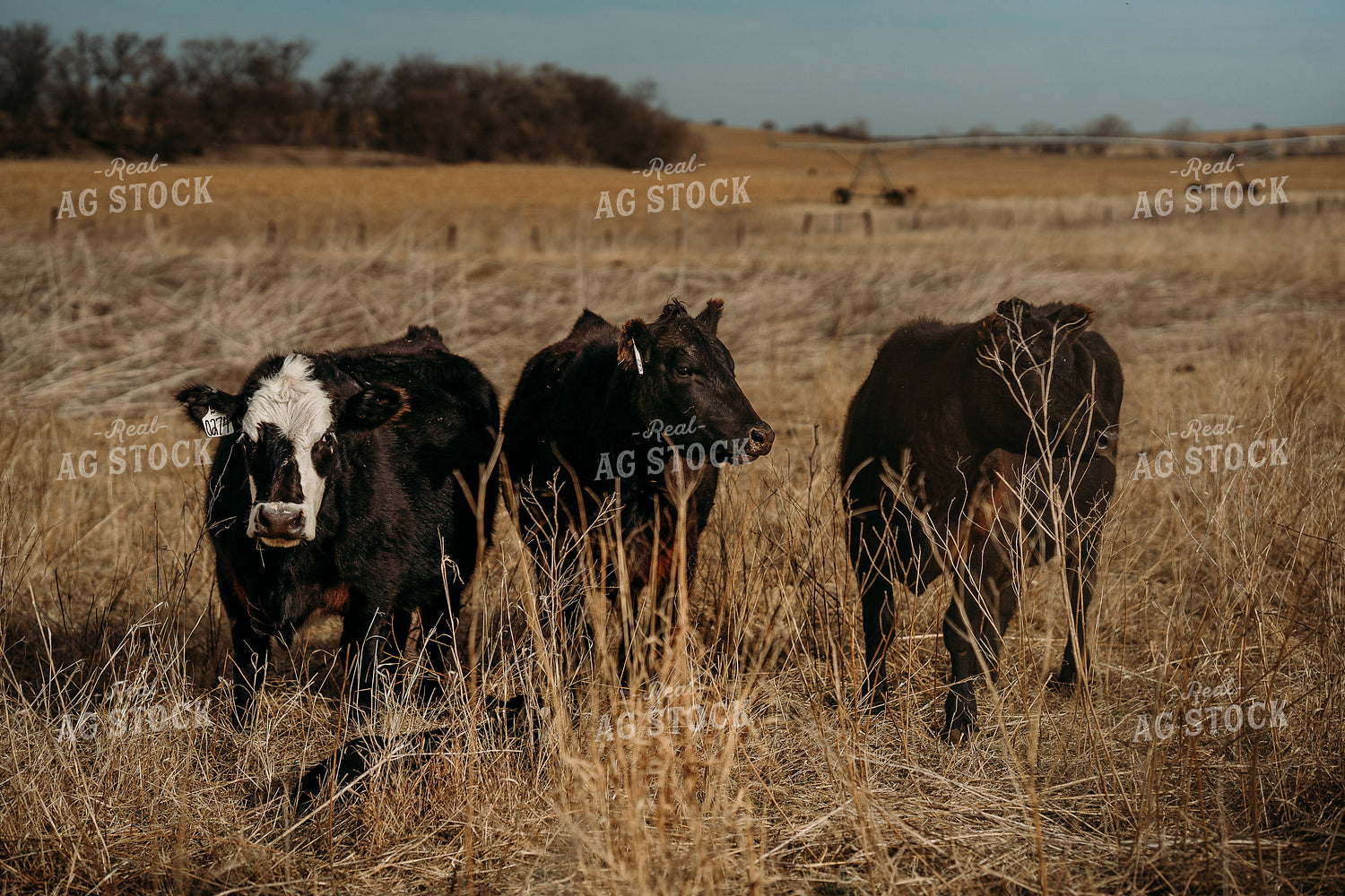 Cattle on Pasture 196248