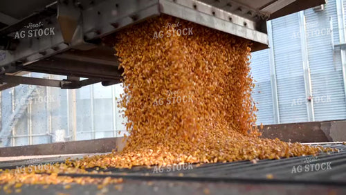 Corn Unloading from Hopper Bottom Semi to Grain Pit - 406