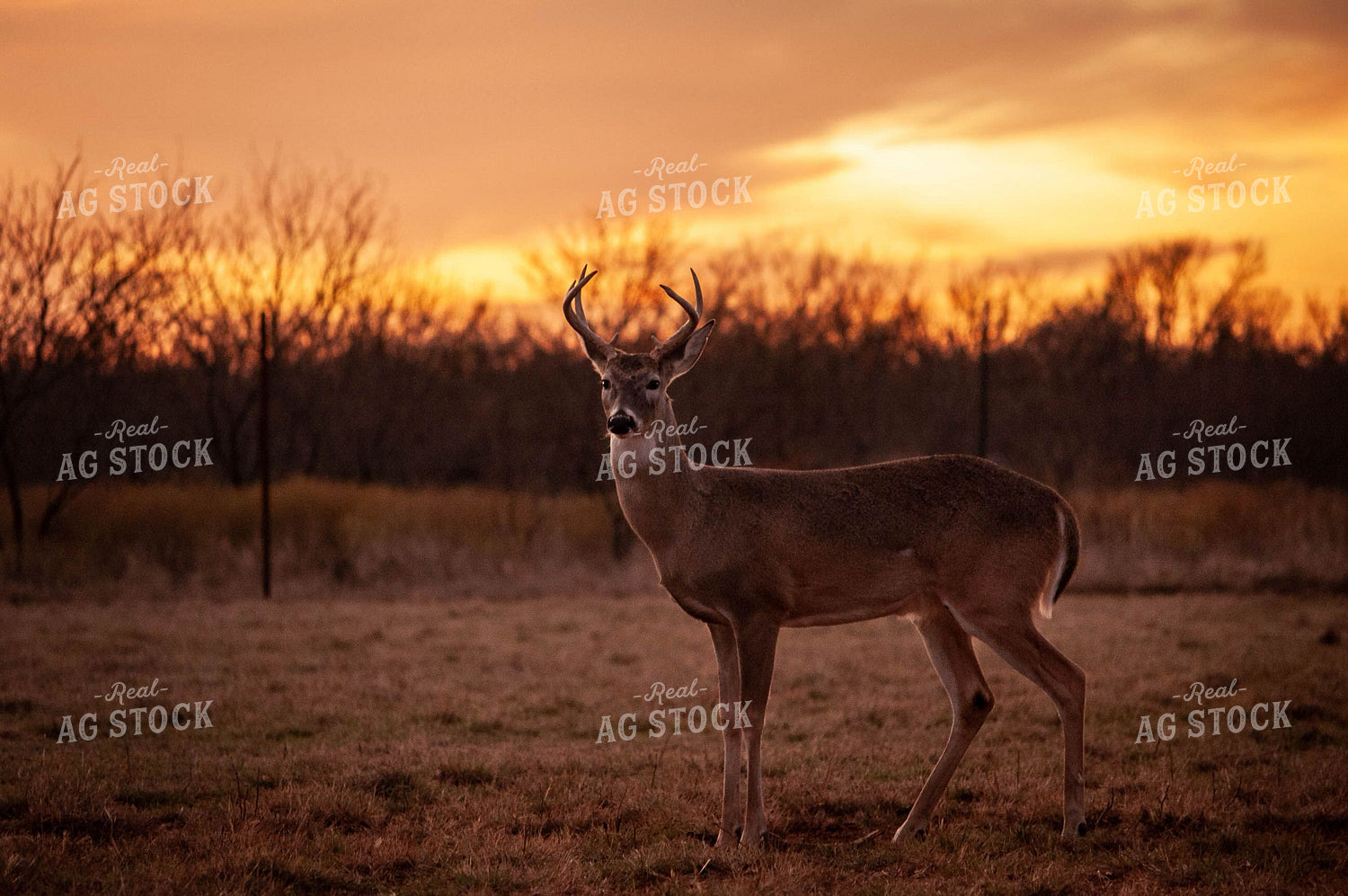 Southwestern Wildlife 59038
