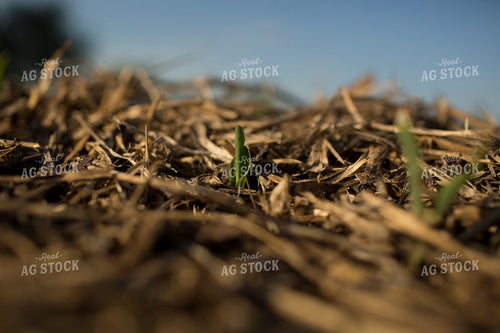 Corn - Early Growth 1111