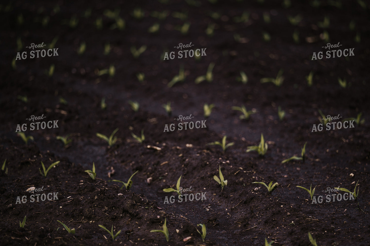 Early Growth Corn 185145