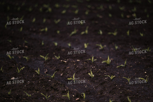 Early Growth Corn 185145