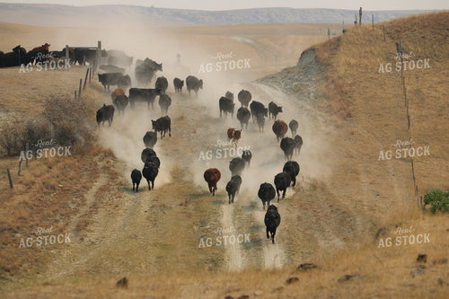 Moving Cattle 183003