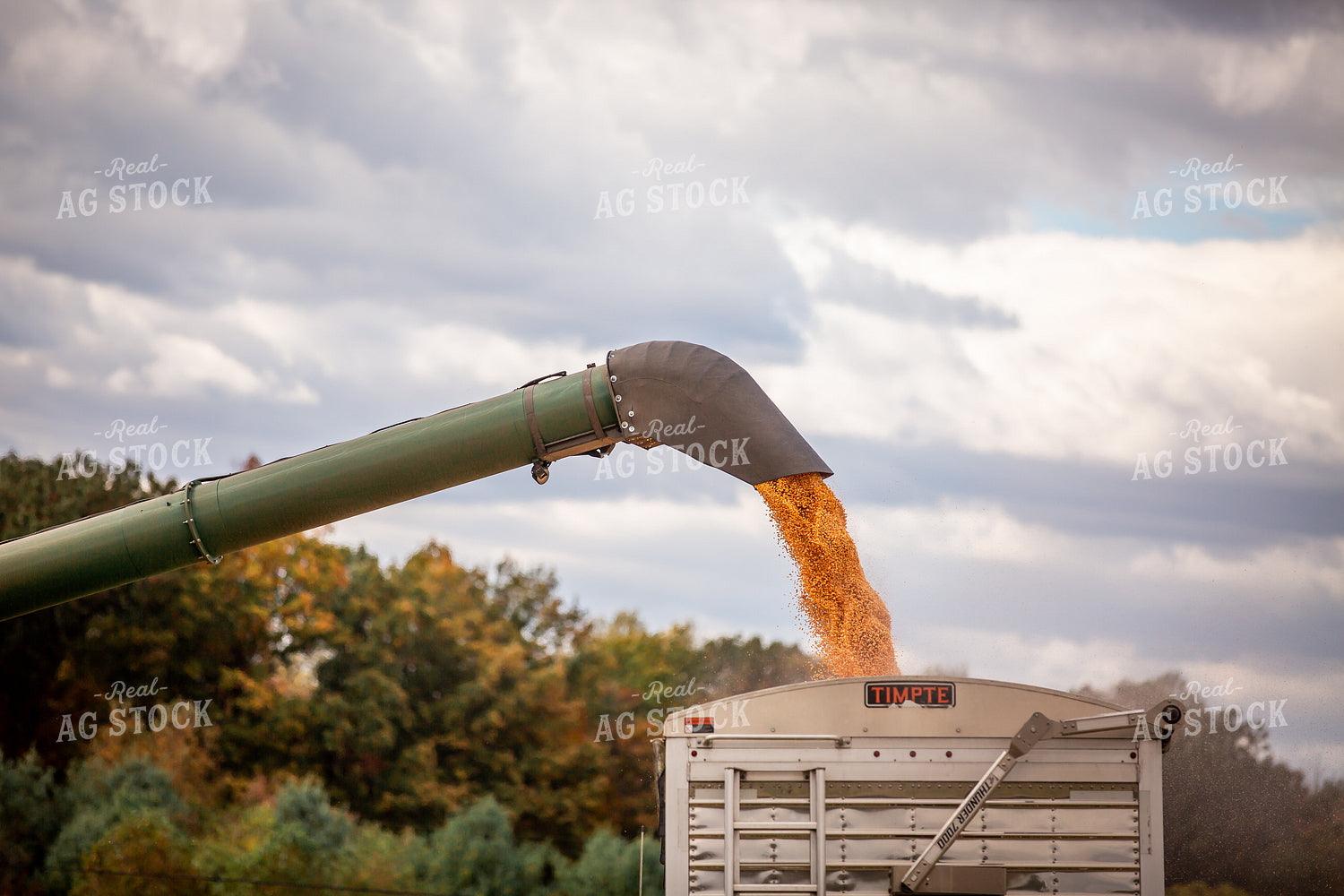 Corn Harvest 270658